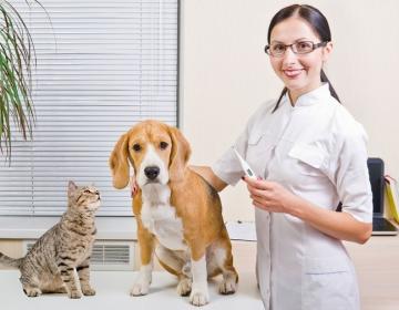 identification médicalisation chien chat