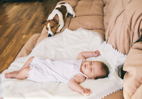 Comment Faire Cohabiter Un Chien Et Un Enfant Filalapat