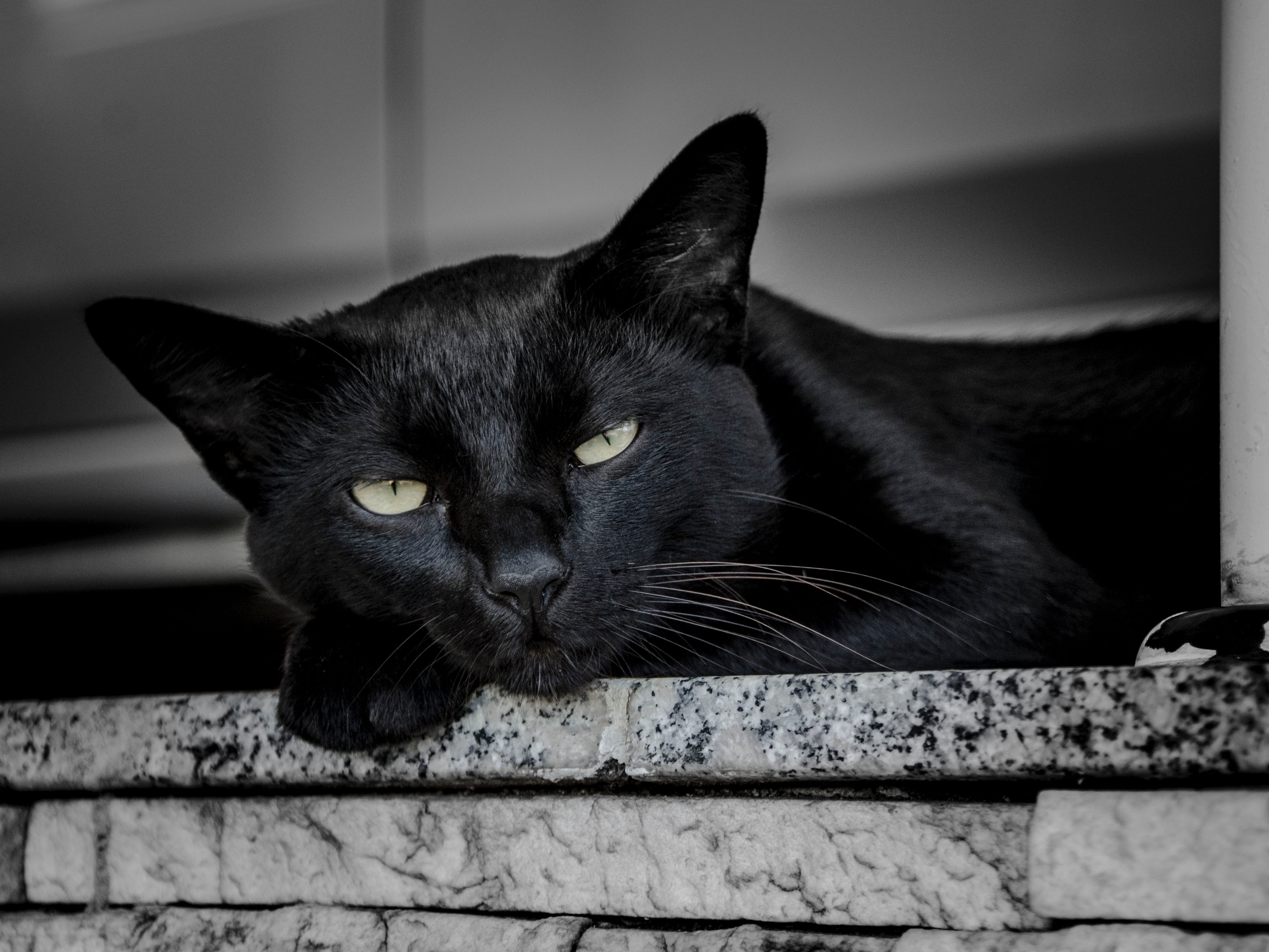Chat noir : superstition, signification et histoire