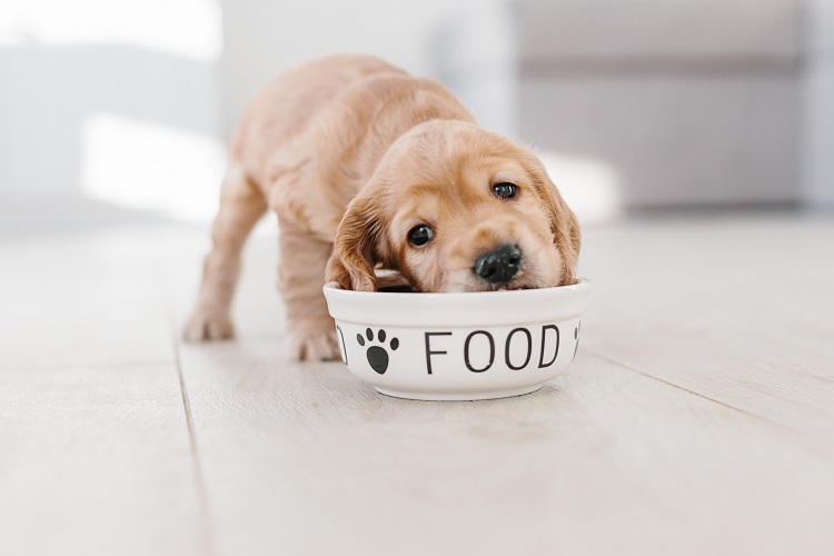 Les Chiens Aussi Peuvent Avoir Le Hoquet