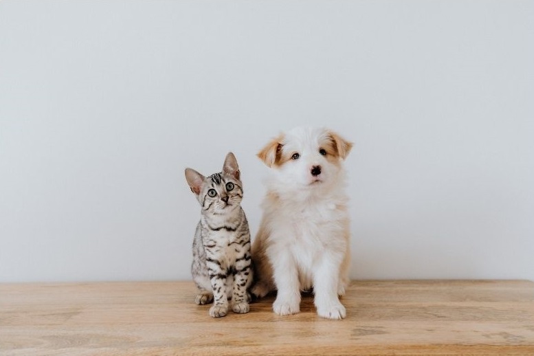 Chiens Et Chats Tout Savoir Sur L Identification