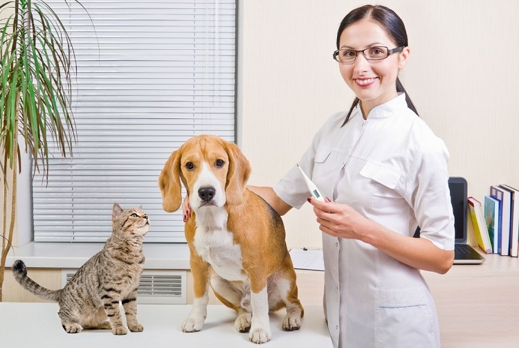 identification médicalisation chien chat