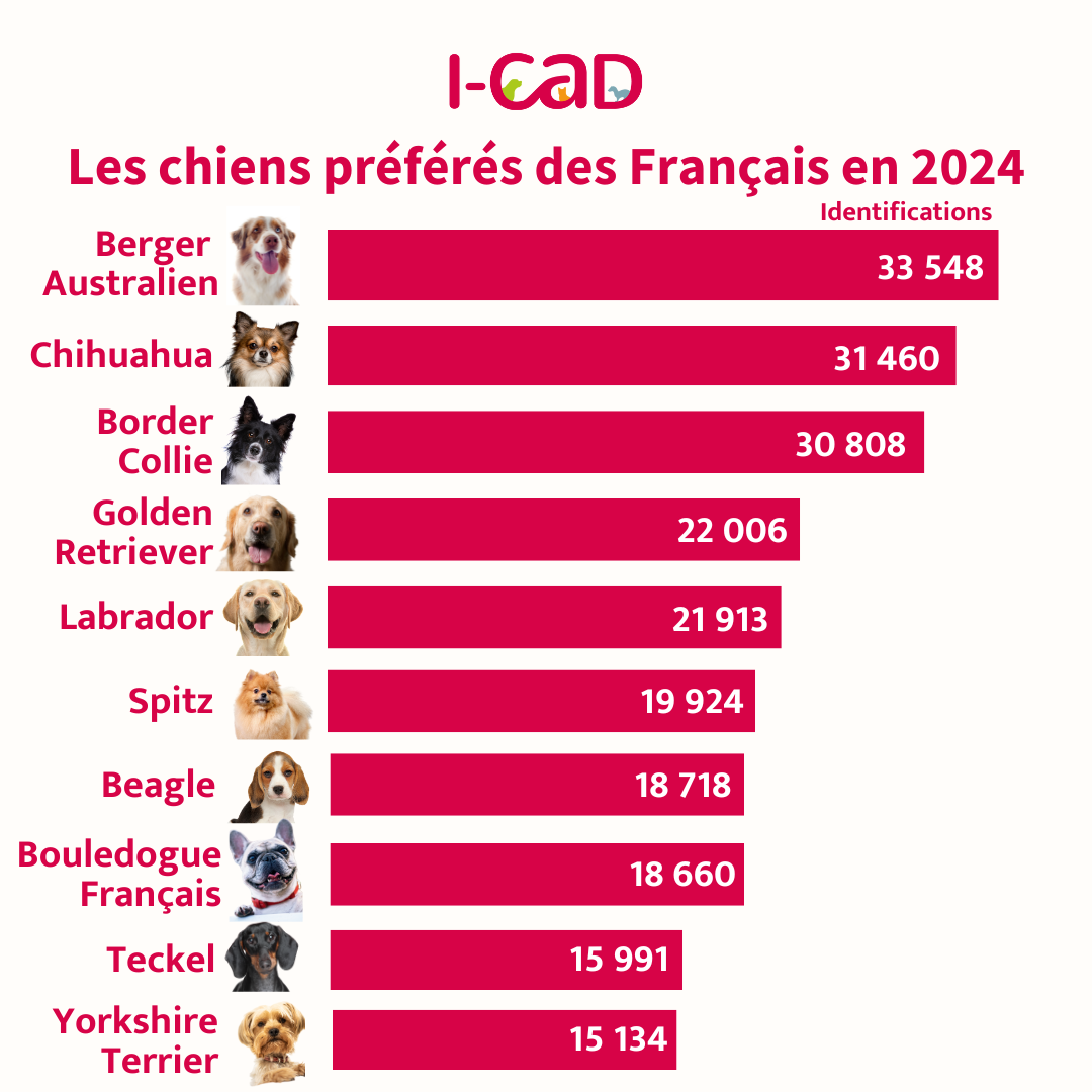 Graphique tendances chiens