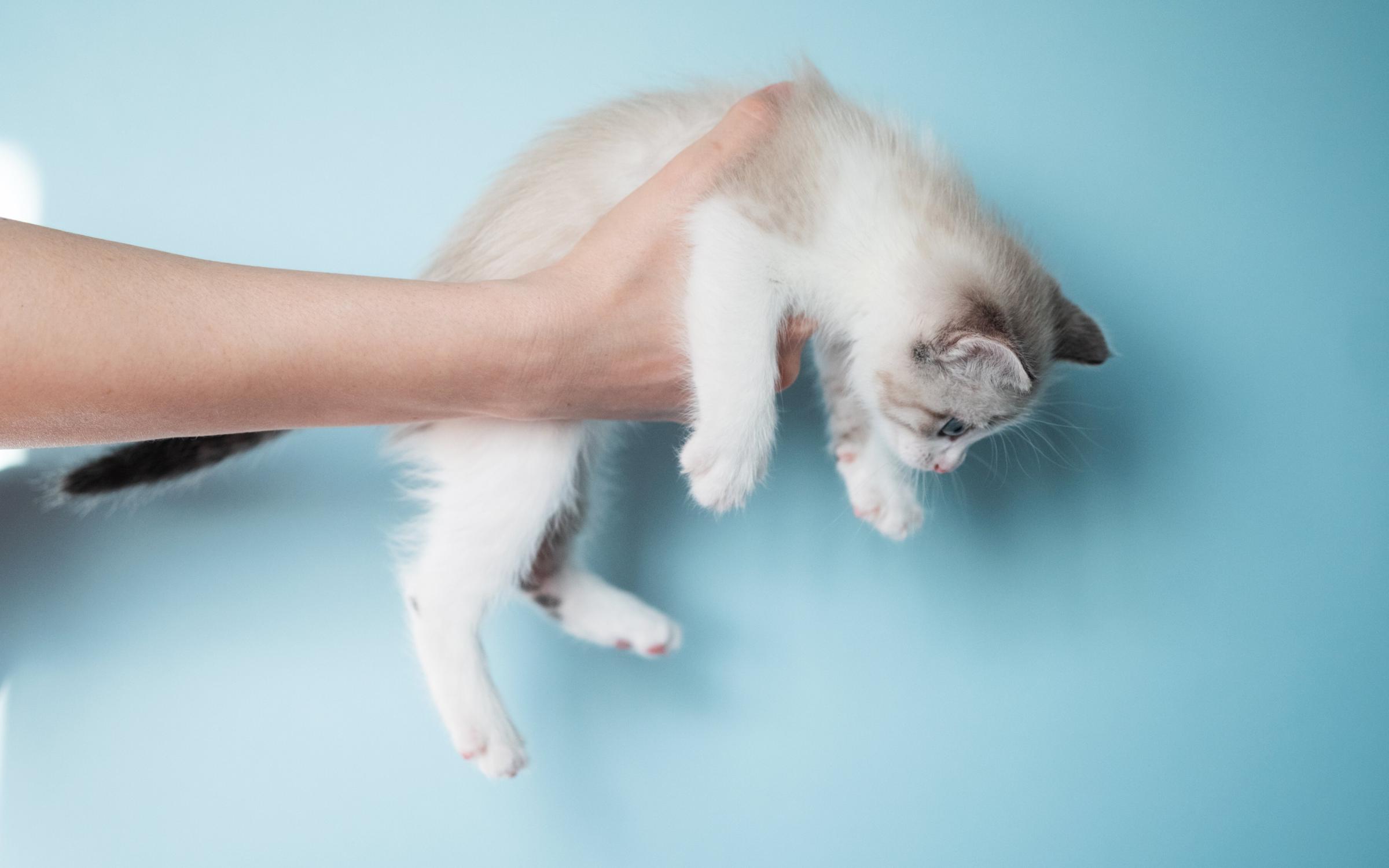 Chat Chien Furet Perdu Ou Trouve Nos Conseils Filalapat